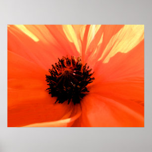 Oranger Mohn Poster