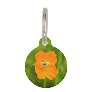 Oranger Mohnblumen-Foto Name und Telefonnummer Haustiermarke