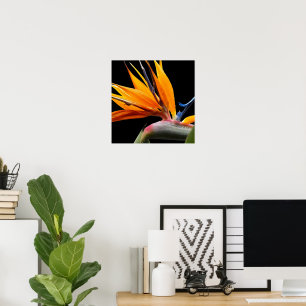 Oranger Paradiesvogel auf schwarzem Blumenmuster Poster