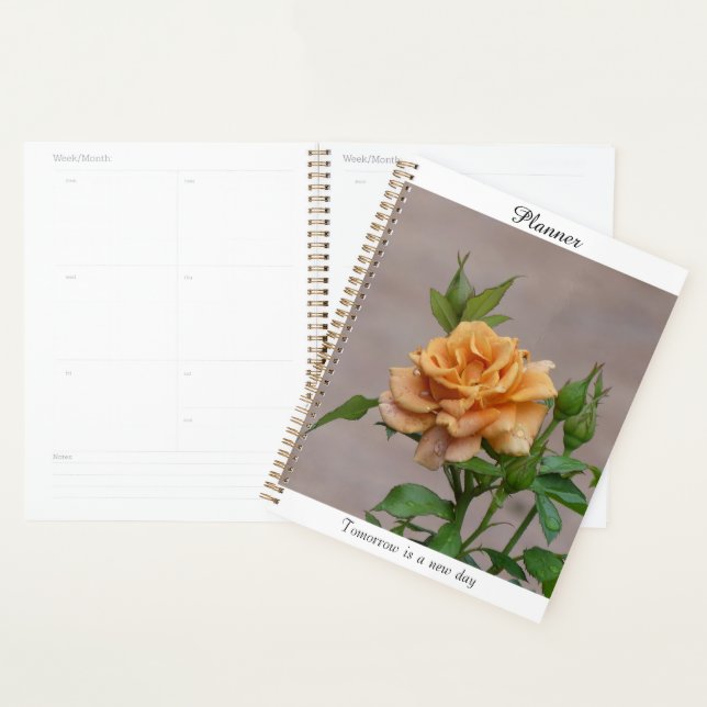 Oranger Planer Rose (Anzeige)