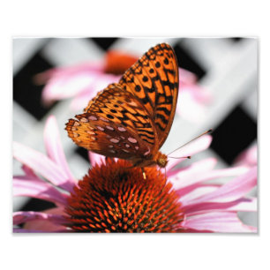 Oranger Schmetterling auf Echinacea-Blüte 8x10 Fotodruck