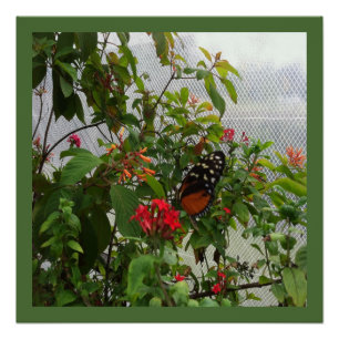 ORANGER SCHMETTERLING POSTER