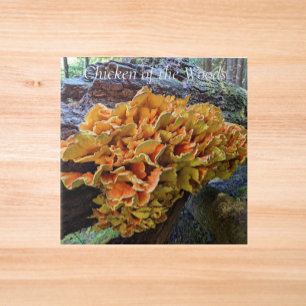 Oranger Schwefelporling Pilz Fliese