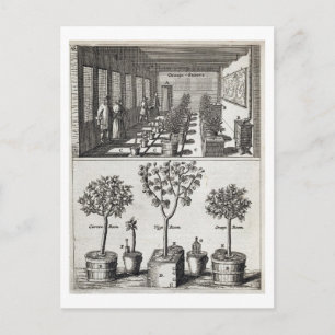 Orangerie von "De Nederlandze Hesperides" von Jan Postkarte