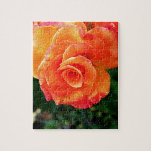 Orangerose