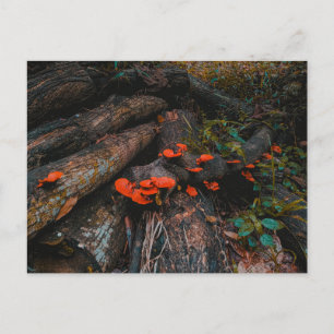 Orangerote Pilze wachsen auf Holz Postkarte