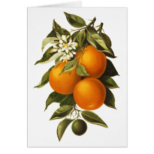 Oranges et pavots