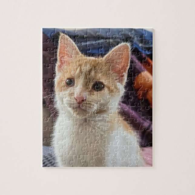 Oranges Kitten (Vertikal)