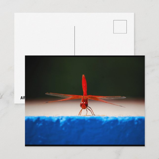 Orangeschwanz-Geflecktlibelle Postkarte (Vorne/Hinten)