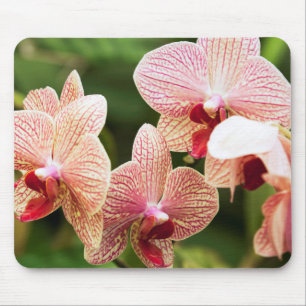 Orangide Orchideenhybride, Südafrika Mousepad