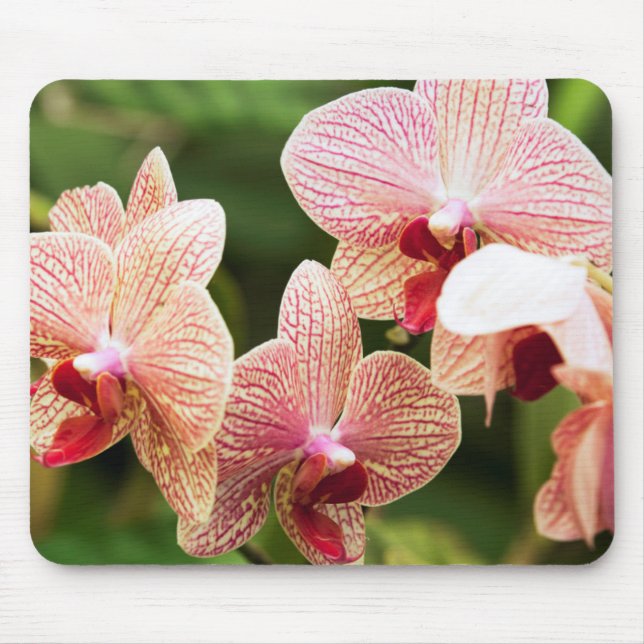 Orangide Orchideenhybride, Südafrika Mousepad (Vorne)