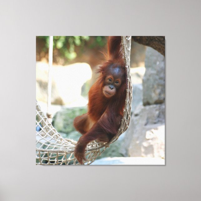 OrangUtan 001 Leinwanddruck (Vorderseite)