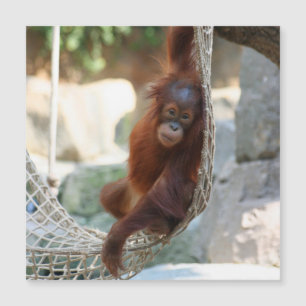 OrangUtan 001 Magnetkarte