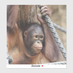 OrangUtan 002 Aufkleber