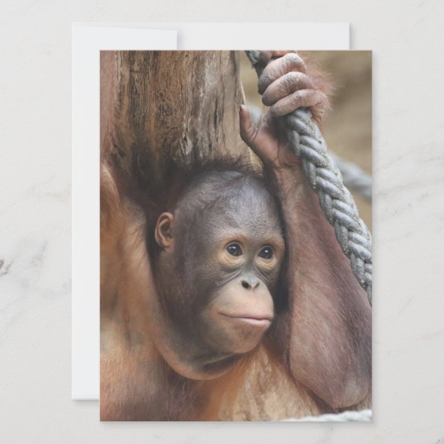 OrangUtan 002 Feiertagskarte (Vorderseite)