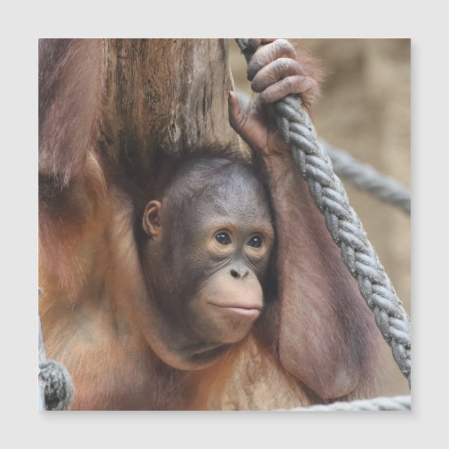 OrangUtan 002 Magnetkarte (Vorderseite)
