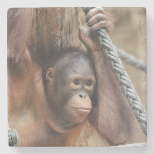OrangUtan 002 Steinuntersetzer