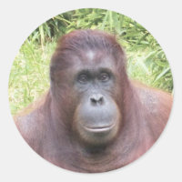 Orangutan Animal Portrait Foto