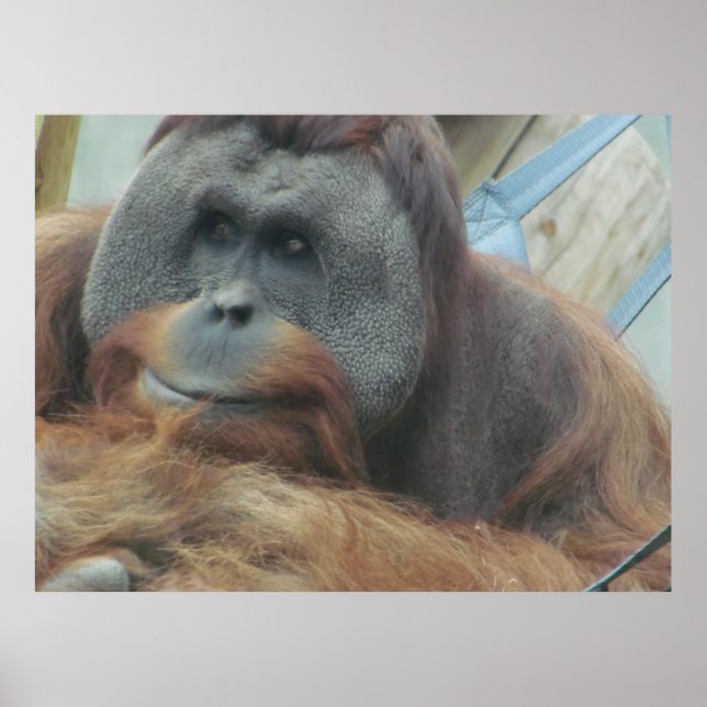 Orangutan, Ape, Affe, Tier, Naturwall Poster (Vorne)