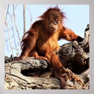 Orangutan Ape Monkey Artwork Photo Poster