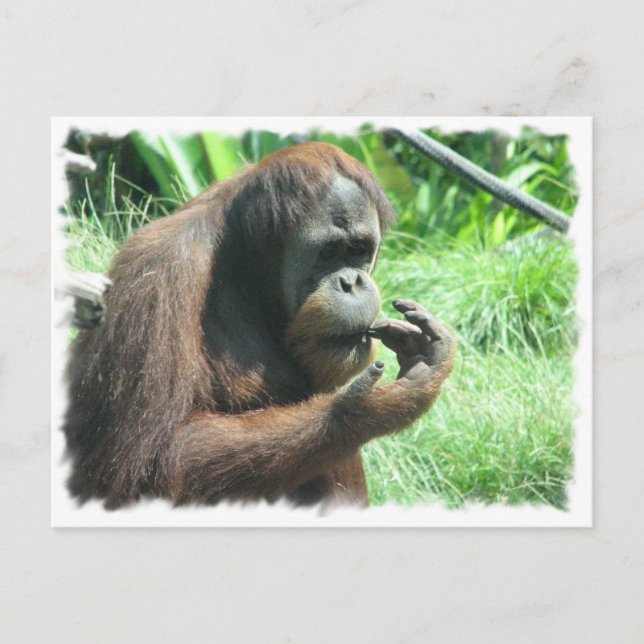 Orangutan Ape Postcard Postkarte (Vorderseite)