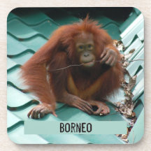 Orangutan auf Dach bei Sepilok in Borneo Fotografi