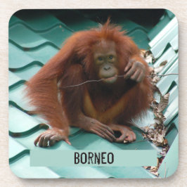 Orangutan auf Dach bei Sepilok in Borneo Fotografi Getränkeuntersetzer