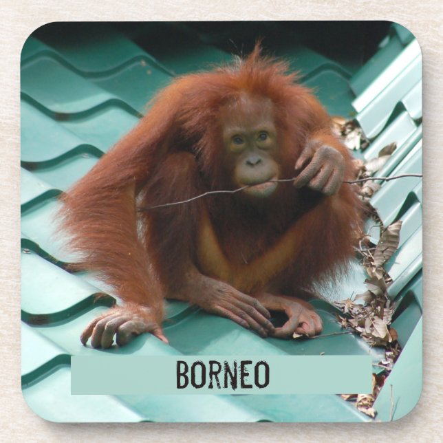 Orangutan auf Dach bei Sepilok in Borneo Fotografi Getränkeuntersetzer (Vorderseite)