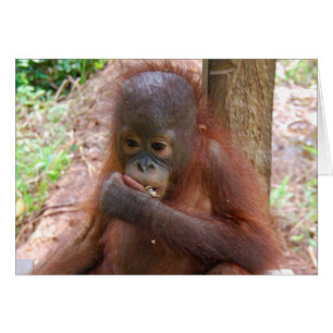 Orangutan Baby an der Borneo-Jungle-Schule