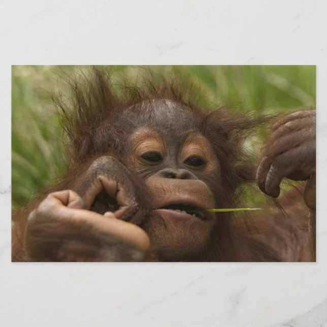 Orangutan Baby Briefpapier (Vorderseite)