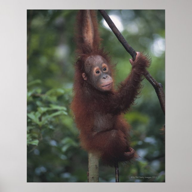 Orangutan Baby Climbing Liana Poster (Vorne)
