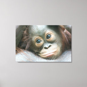 Orangutan Baby, das sich an seine Mutter klammert Leinwanddruck