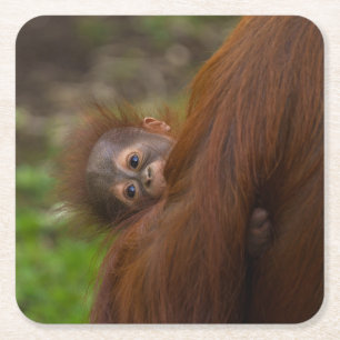 Orangutan Baby mit klassischem Rundaufkleber für F Rechteckiger Pappuntersetzer