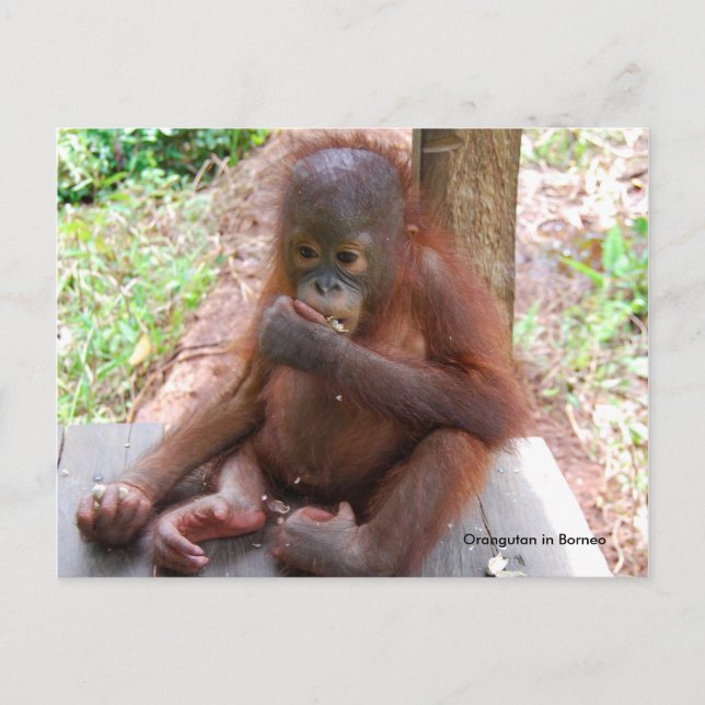 Orangutan Baby Orphan isst Erdnüsse Postkarte (Vorderseite)