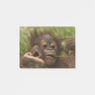 Orangutan Baby Post-it Klebezettel