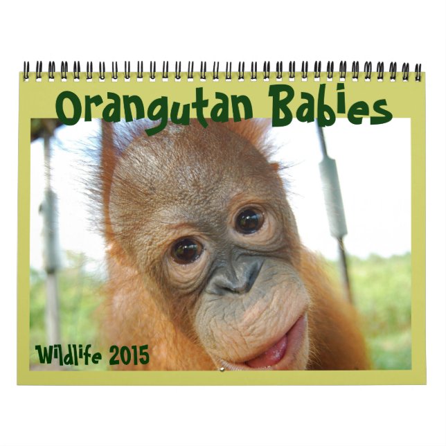 Orangutan Babys Kalender (Titelbild)
