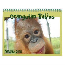 Orangutan Babys Kalender