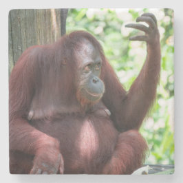 Orangutan Contemplation Steinuntersetzer
