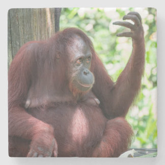 Orangutan Contemplation Steinuntersetzer