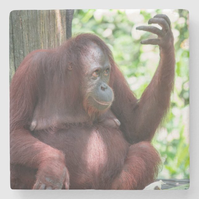 Orangutan Contemplation Steinuntersetzer (Vorderseite)