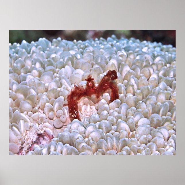 Orangutan Crab Gilis Poster (Vorne)