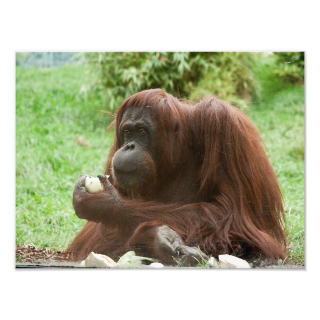 Orangutan essen fotodruck (Vorne)