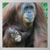 Orangutan-Familienposter