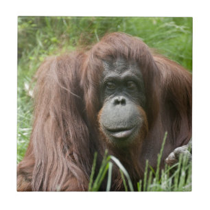 Orangutan Fliese