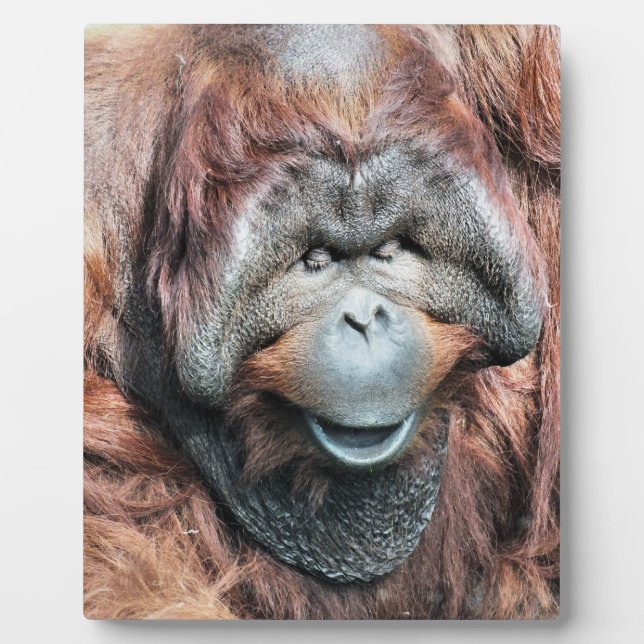 ORANGUTAN FOTOPLATTE (Vorderseite)