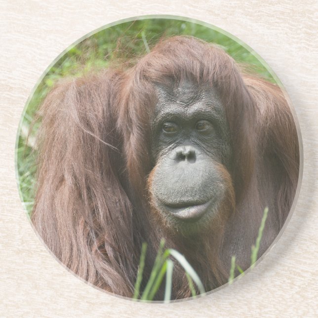 Orangutan Getränkeuntersetzer (Vorne)
