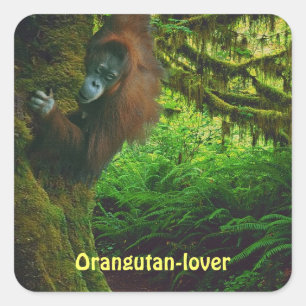 Orangutan Great Ape Primat Stickers