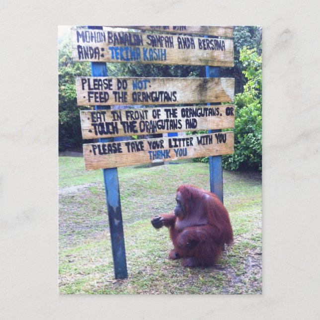 Orangutan im Lager Leakey , Insel Borneo Postkarte (Vorderseite)