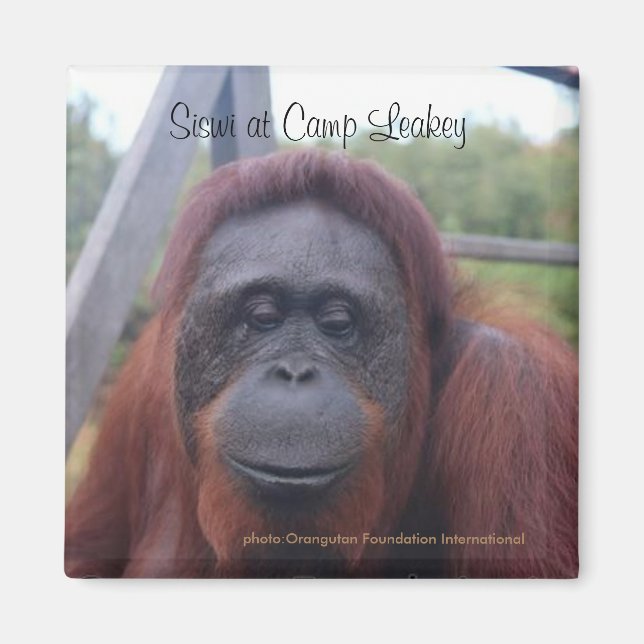 Orangutan im Lager Leakey, Kalimantan Borneo Magnet (Vorne)