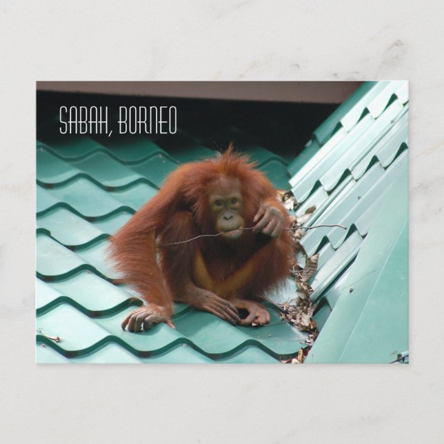 Orangutan in Borneo Regenwald Dschungelfotografie Postkarte (Vorderseite)